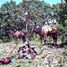  Grundstück zu verkaufen in Tepecoacuilco De Trujano, Guerrero, Tepecoacuilco De Trujano