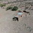  Land for sale in General Trias, Chihuahua, General Trias