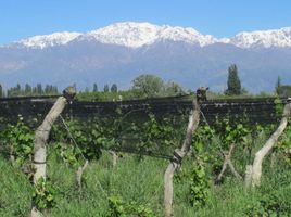  Grundstück zu verkaufen in San Carlos, Mendoza, San Carlos