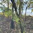  Terreno (Parcela) en venta en Nueva Gorgona, Chame, Nueva Gorgona