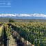  Land for sale in Tupungato, Mendoza, Tupungato