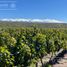  Land for sale in Tupungato, Mendoza, Tupungato