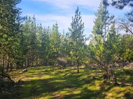  Terreno (Parcela) en venta en Hualane, Curicó, Hualane