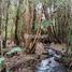  Land for sale in Chile, Puerto Varas, Llanquihue, Los Lagos, Chile