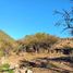  Land for sale in Chile, Machali, Cachapoal, Libertador General Bernardo Ohiggins, Chile