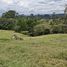  Land for sale in El Carmen De Viboral, Antioquia, El Carmen De Viboral