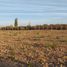  Land for sale in Maipu, Mendoza, Maipu