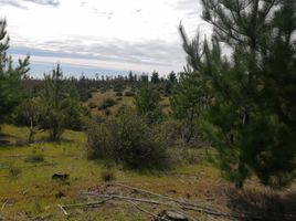  Terreno (Parcela) en venta en Chile, Paredones, Cardenal Caro, Libertador General Bernardo O'Higgins, Chile