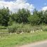  Land for sale in Durango, Durango, Durango, Durango