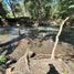  Land for sale in Tamasopo, San Luis Potosi, Tamasopo