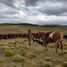  Terrain for sale in Rio Grande, Tierra Del Fuego, Rio Grande