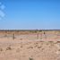  Land for sale in Neuquen, Confluencia, Neuquen