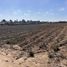  Terreno (Parcela) en venta en Ensenada, Baja California, Ensenada