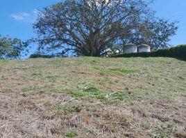  Terreno (Parcela) en venta en Caldas, Neira, Caldas