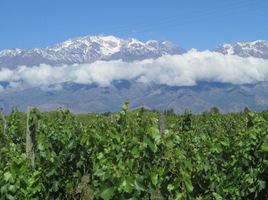  Terrain for sale in San Carlos, Mendoza, San Carlos