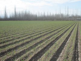  Terrain for sale in San Carlos, Mendoza, San Carlos