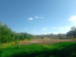  Land for sale in Maipu, Mendoza, Maipu