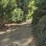  Terreno (Parcela) en venta en Maule, Longavi, Linares, Maule
