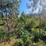  Land for sale in Chile, Llanquihue, Llanquihue, Los Lagos, Chile