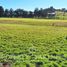  Land for sale in Llanquihue, Los Lagos, Puerto Varas, Llanquihue
