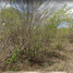 Terrain à vendre à Conkal, Yucatan, Conkal