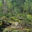  Land for sale in Chile, Chaiten, Palena, Los Lagos, Chile