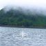  Land for sale in Chile, Chaiten, Palena, Los Lagos, Chile