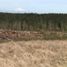  Terreno (Parcela) en venta en Los Lagos, Rio Negro, Osorno, Los Lagos