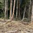  Terreno (Parcela) en venta en Llanquihue, Los Lagos, Puerto Montt, Llanquihue