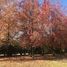  Land for sale in General Rodriguez, Buenos Aires, General Rodriguez