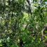  Terreno (Parcela) en venta en Othon P Blanco, Quintana Roo, Othon P Blanco