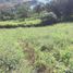  Land for sale in Vilcabamba Victoria, Loja, Vilcabamba Victoria, Loja, Loja