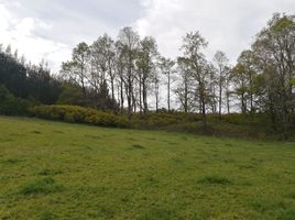  Land for sale in Los Lagos, Purranque, Osorno, Los Lagos