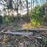  Land for sale in Chile, Quemchi, Chiloe, Los Lagos, Chile