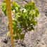  Land for sale in San Javier, Maule, San Javier