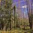  Land for sale in Chile, Pucon, Cautin, Araucania, Chile