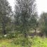  Terreno (Parcela) en venta en Maule, Maule, Talca, Maule