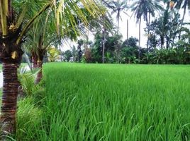  Land for sale in Tabanan, Bali, Kerambitan, Tabanan