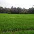  Land for sale in Tabanan, Bali, Kerambitan, Tabanan