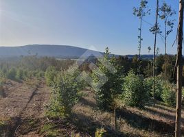  Land for sale in Chile, Villarrica, Cautin, Araucania, Chile