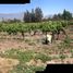  Land for sale in Chile, Buin, Maipo, Santiago, Chile