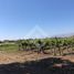  Land for sale in Chile, Buin, Maipo, Santiago, Chile