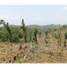  Terreno (Parcela) en venta en Chilibre, Ciudad de Panamá, Chilibre
