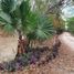  Terreno (Parcela) en venta en Conkal, Yucatán, Conkal