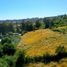  Terreno (Parcela) en venta en Los Lagos, Valdivia, Los Lagos