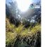  Land for sale in Dist Yautepec, Oaxaca, Dist Yautepec