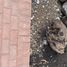  Terreno (Parcela) en venta en Corregidora, Querétaro, Corregidora, Querétaro