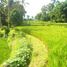  Terrain for sale in Tegallalang, Gianyar, Tegallalang