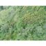  Land for sale in Girardota, Antioquia, Girardota