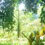  Terrain for sale in Tegallalang, Gianyar, Tegallalang